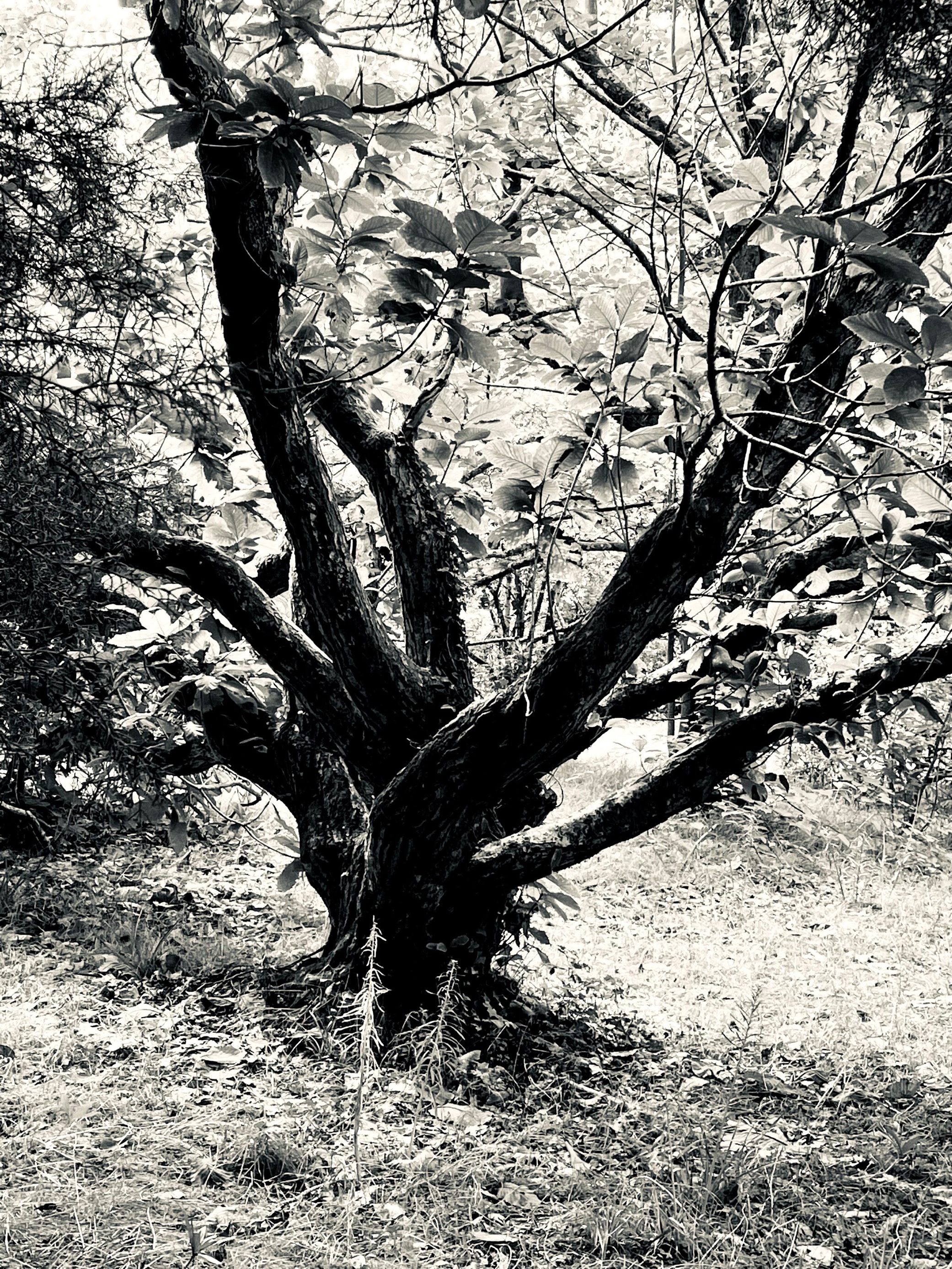 Black And White Photo Of A Tree